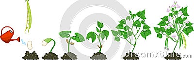 Life cycle of bean plant. Vector Illustration